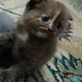 продается котенок