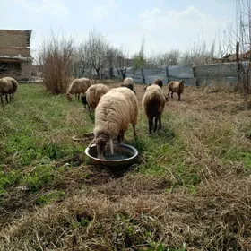 гузулы гойун