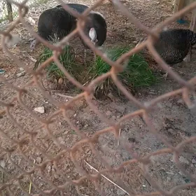 induk 1horaz 2 makiyan