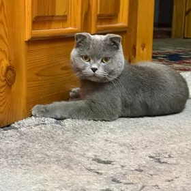 Шотландский вислоухий кот