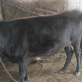 Bakylan sygyr 1 gezek guzlan