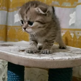 шотланский катята