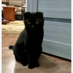 pisik шотландская выслоуха кош