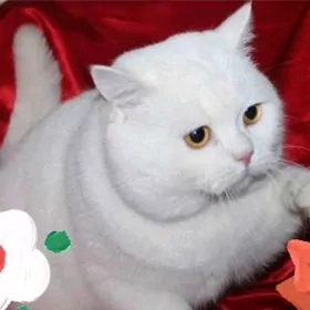 pisik. белый шотланлский кот