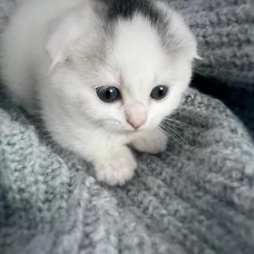 Белые шотландские котята