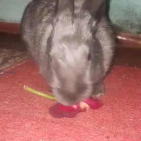 продам кролика