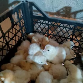 jersi juyje ak, gara