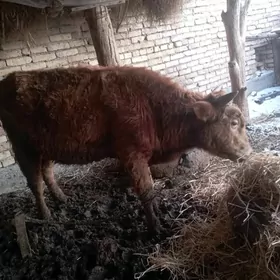 Bakılıp duran öküz