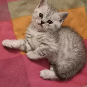 шотландские котята чистокровны