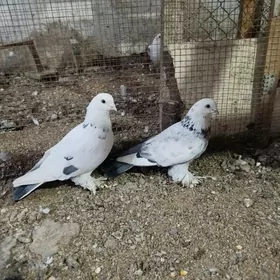 голуби