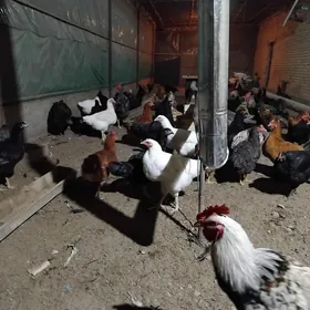 gigant towuklar satlyk dogotan