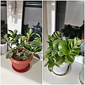 öýde ösdürilýän güller