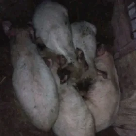 Donuz jojuk донуз