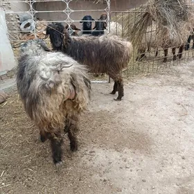 koçkar we goýun we guzular