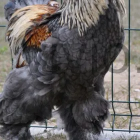 брама жуже двойка