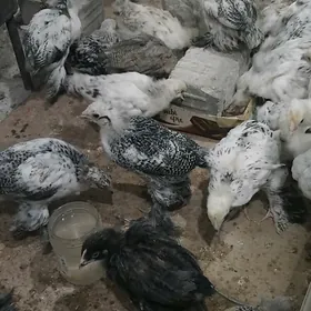 Balgar Paroda Ĵüjeler