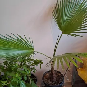 Gül, цветы, домашние