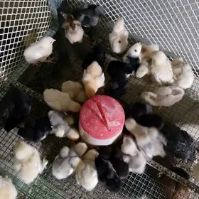 brama jersi gigant juyje