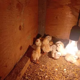 байсовый.   жуже