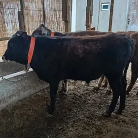 Окуз  3 саны