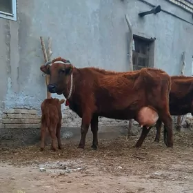 SÜÝID WADAWOZ.GÖLELI SYGYR