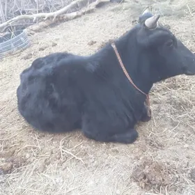 Gacar bakylyp imde duran