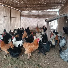 барам товук