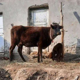 .ULY GÖLELI SYGYR YASMAL