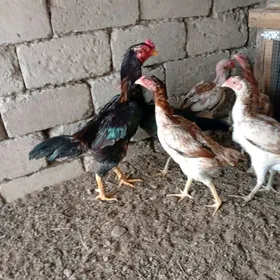 байсовый. Курк  товук бар