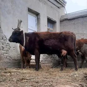 14.15.LIT SUYIDLI GOLELI SYGYR