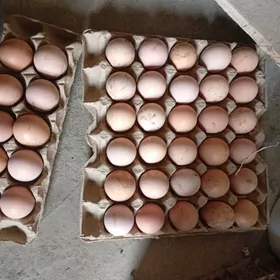 Джерси парода