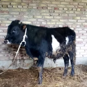 Gibrit Öküzler 2 Sany