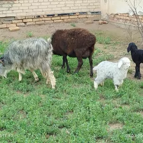 owlakly geci guzuly goyun.