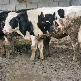 Galişteýin Öküzler