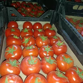 Satlyk teplisa parnik pomidor