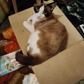 Кошка Сиамка