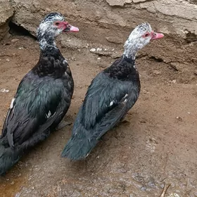 Ordekler indawutka gygyrmayan