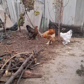 brama towuk ýumurtga