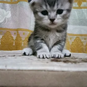 шотландские котята