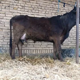 швет саглык