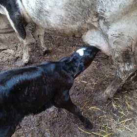 голаштеин хожек