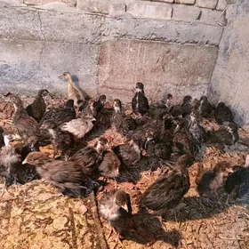 towuk juje iki aylyk