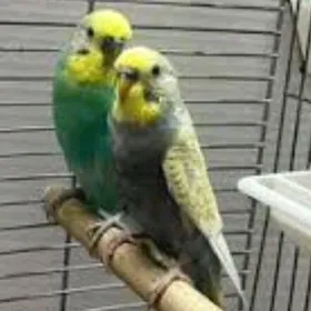 popugay gus komplekt kle