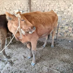 гысыр сыгыр