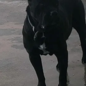 Кане Корсо  Клубные щенки