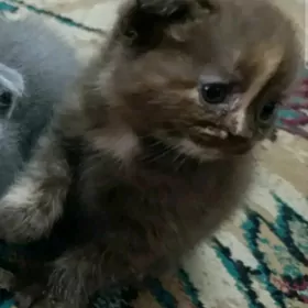 шотландская девочка