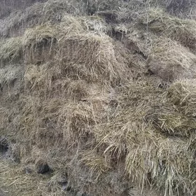 бугдай саман