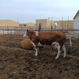 симментал сыгырлар