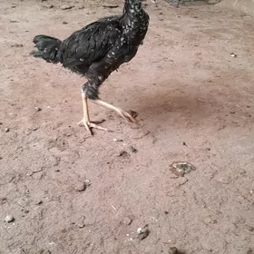 taşkent horaz jüje