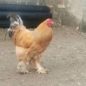 Horaz Brahma Palevyý